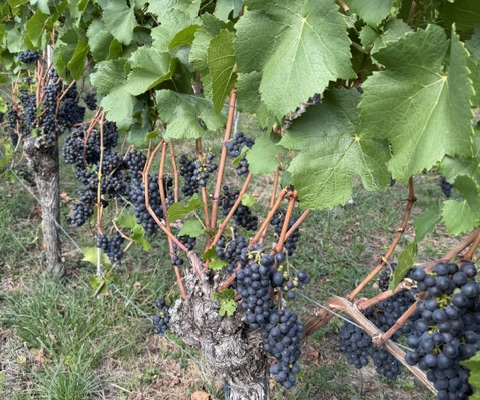 Weinwanderung3
