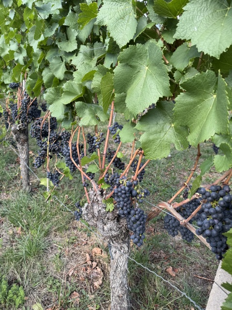 Weinwanderung3